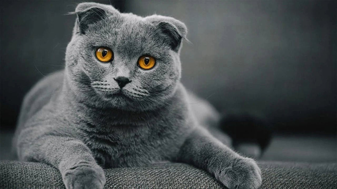 Breed At A Glance: Scottish Fold - Wagr Petcare