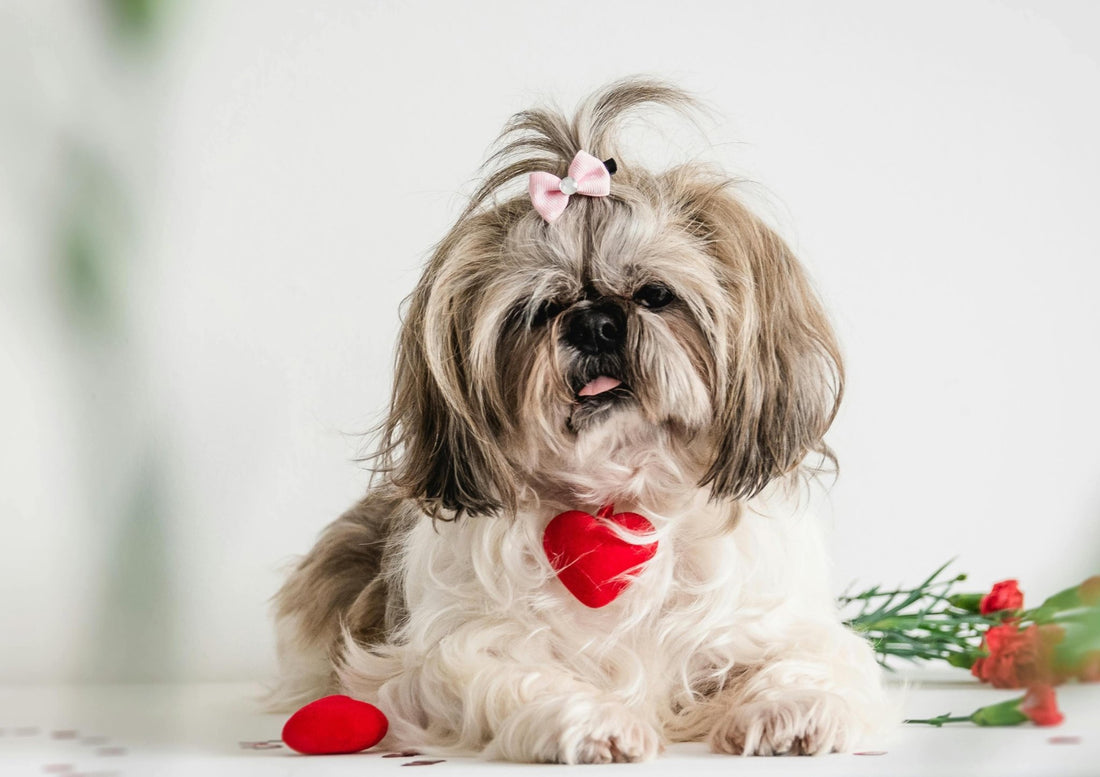 Breed At A Glance: Shih Tzu - Wagr Petcare