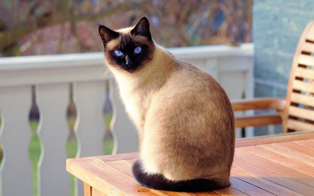 Breed At A Glance: Siamese Cat - Wagr Petcare