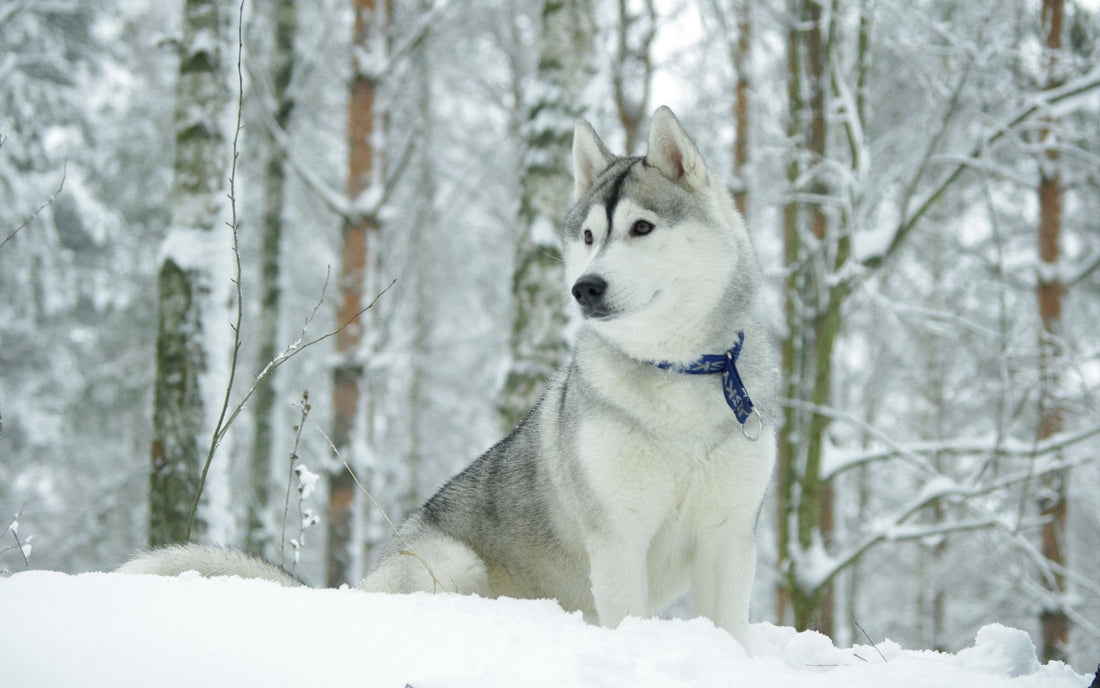 Breed At A Glance: Siberian Husky - Wagr Petcare