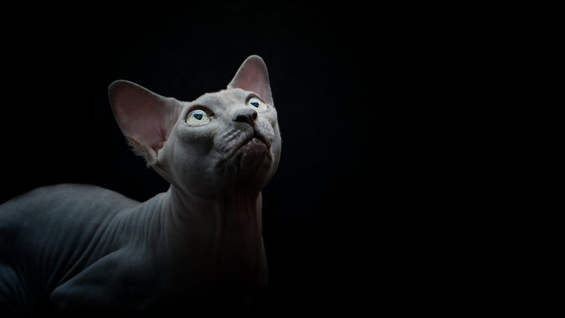 Breed At A Glance: Sphynx Cat - Wagr Petcare