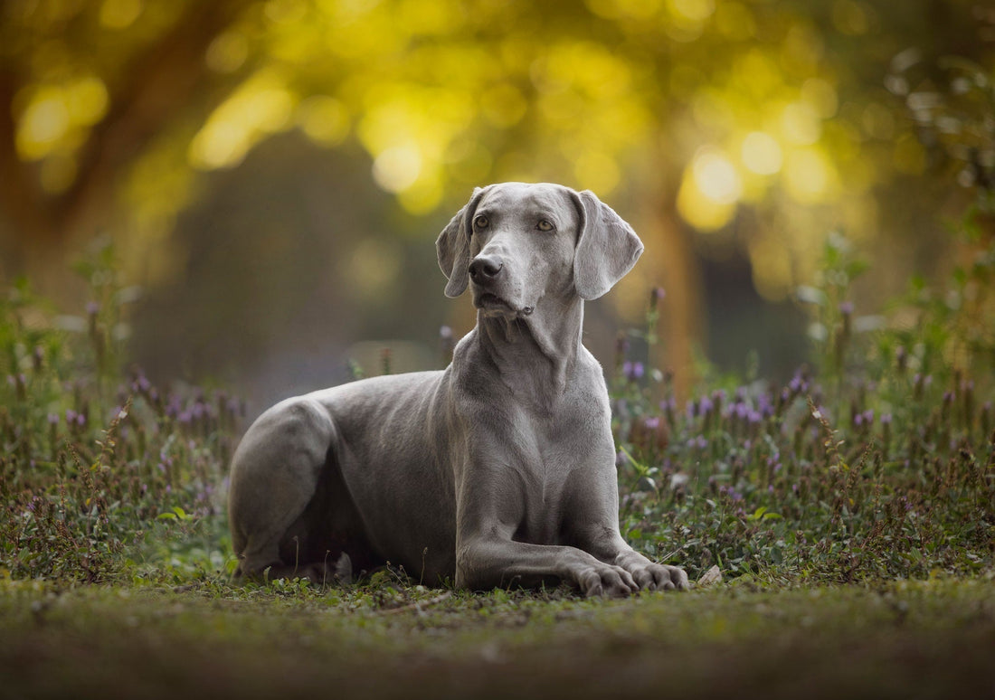 Breed At A Glance: Weimaraner - Wagr Petcare
