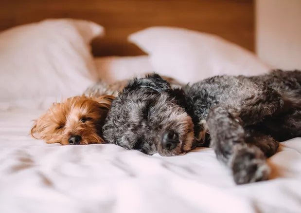Canine bedfellows - Wagr Petcare