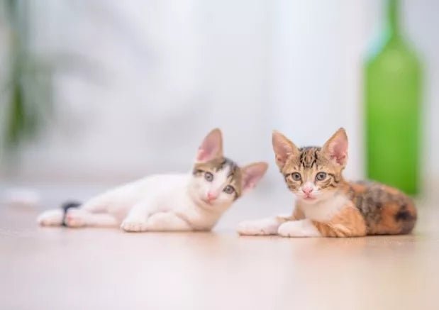 Cat Breed: 6 Apartment-Friendly Cats - Wagr Petcare