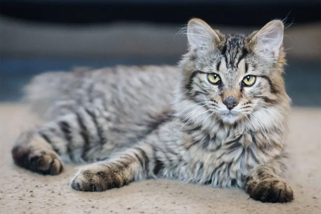 Cat Breed : American Bobtail - Wagr Petcare