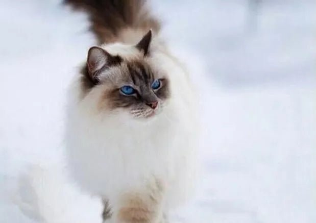 Cat Breed : Himalayan Cat - Wagr Petcare