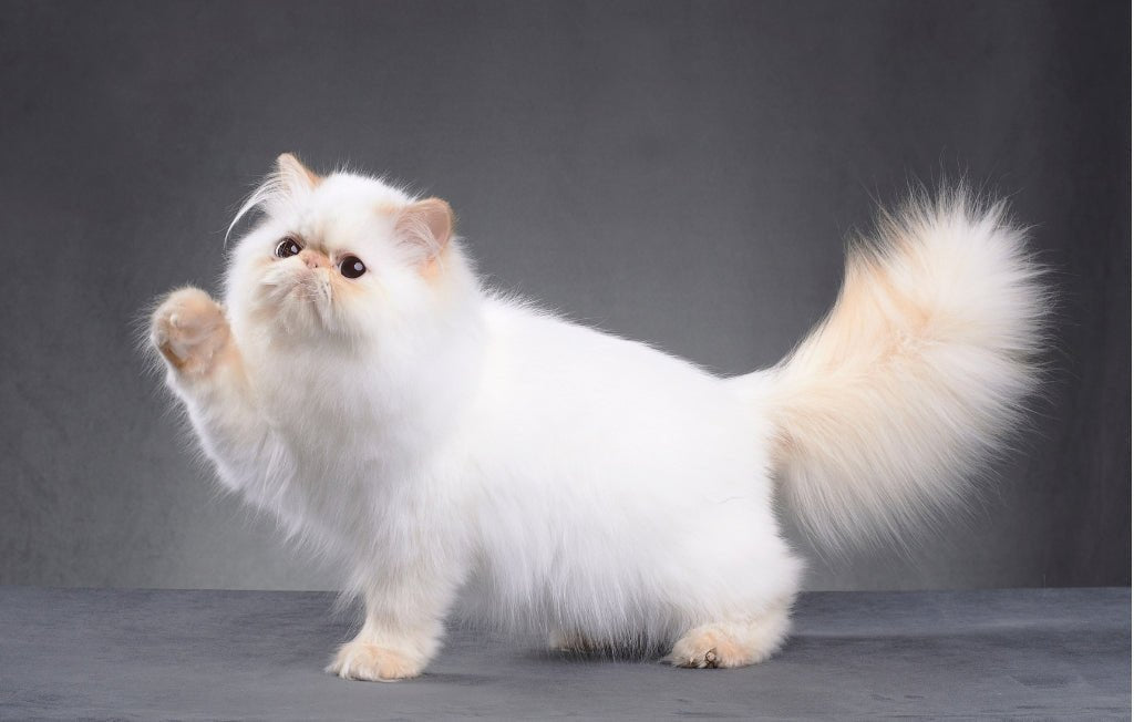 Cat Breed: Persian Cat - Wagr Petcare