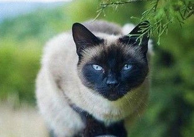 Cat Breed : Siamese Cat - Wagr Petcare