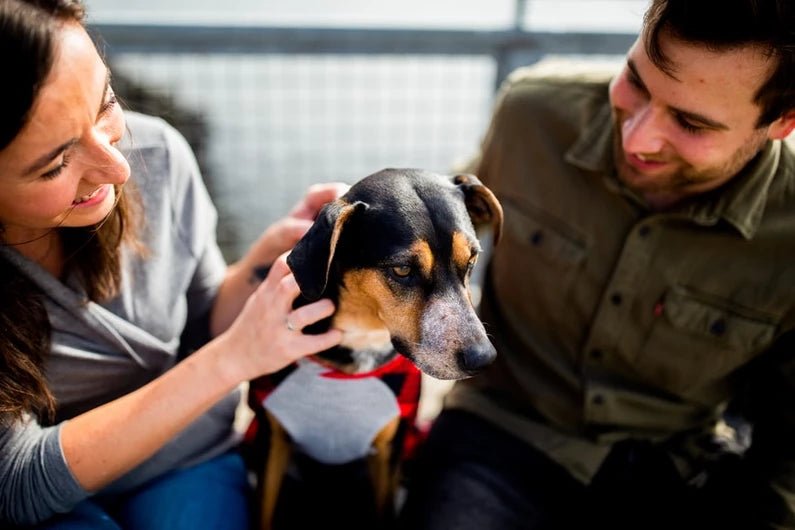 Choosing a Daycare for Your Doggo: Things to Consider - Wagr Petcare