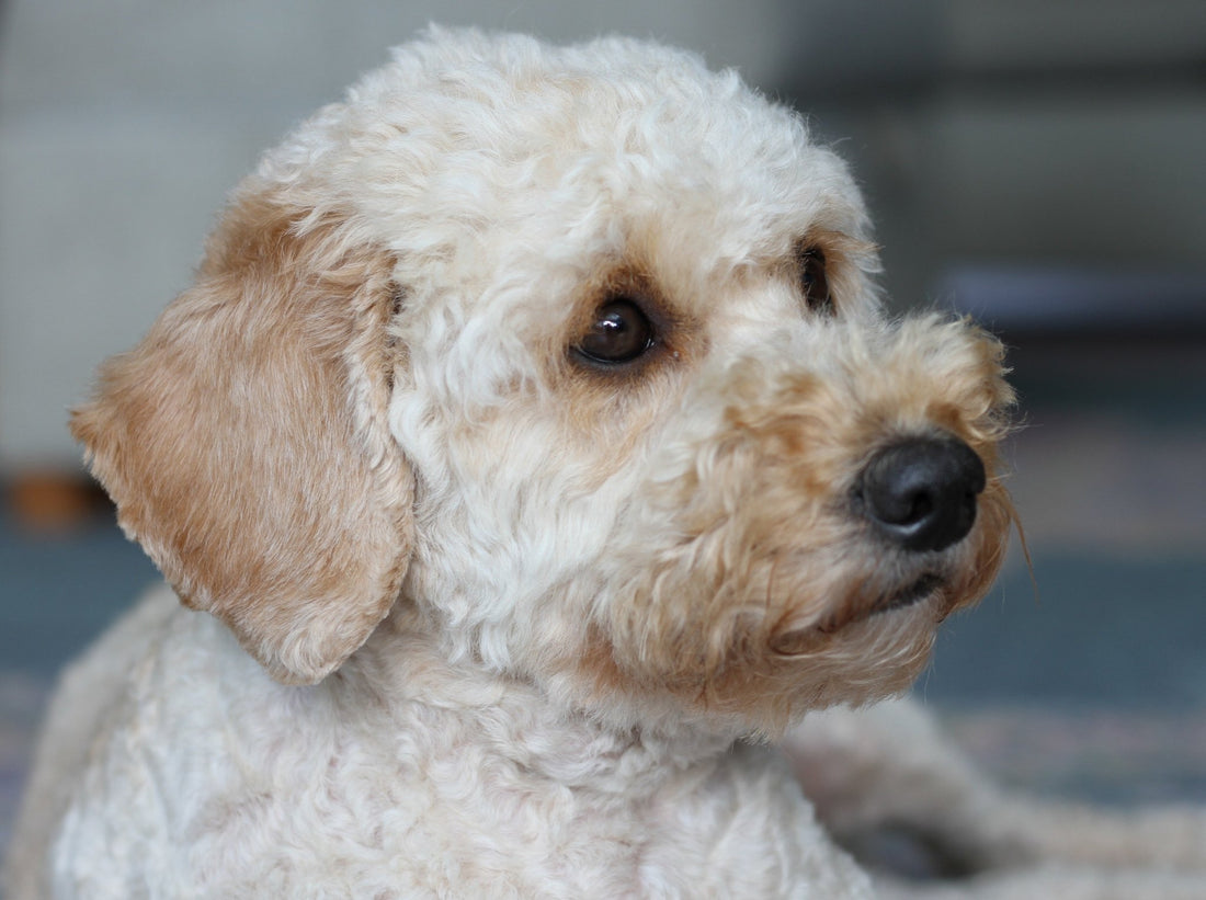Cockapoo: Fluffy, Friendly, and Fantastic! - Wagr Petcare