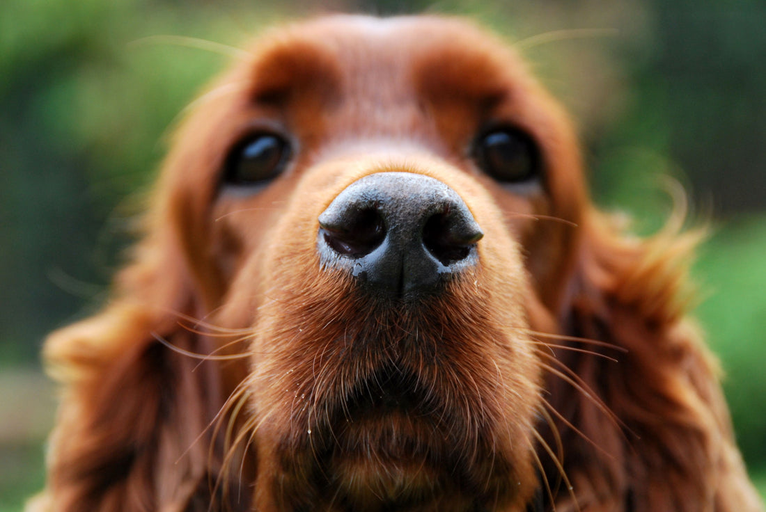 Cocker Spaniel