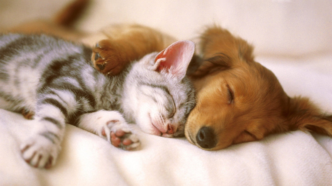 CPR For Pets: How To Save Your Pet's Life - Wagr Petcare