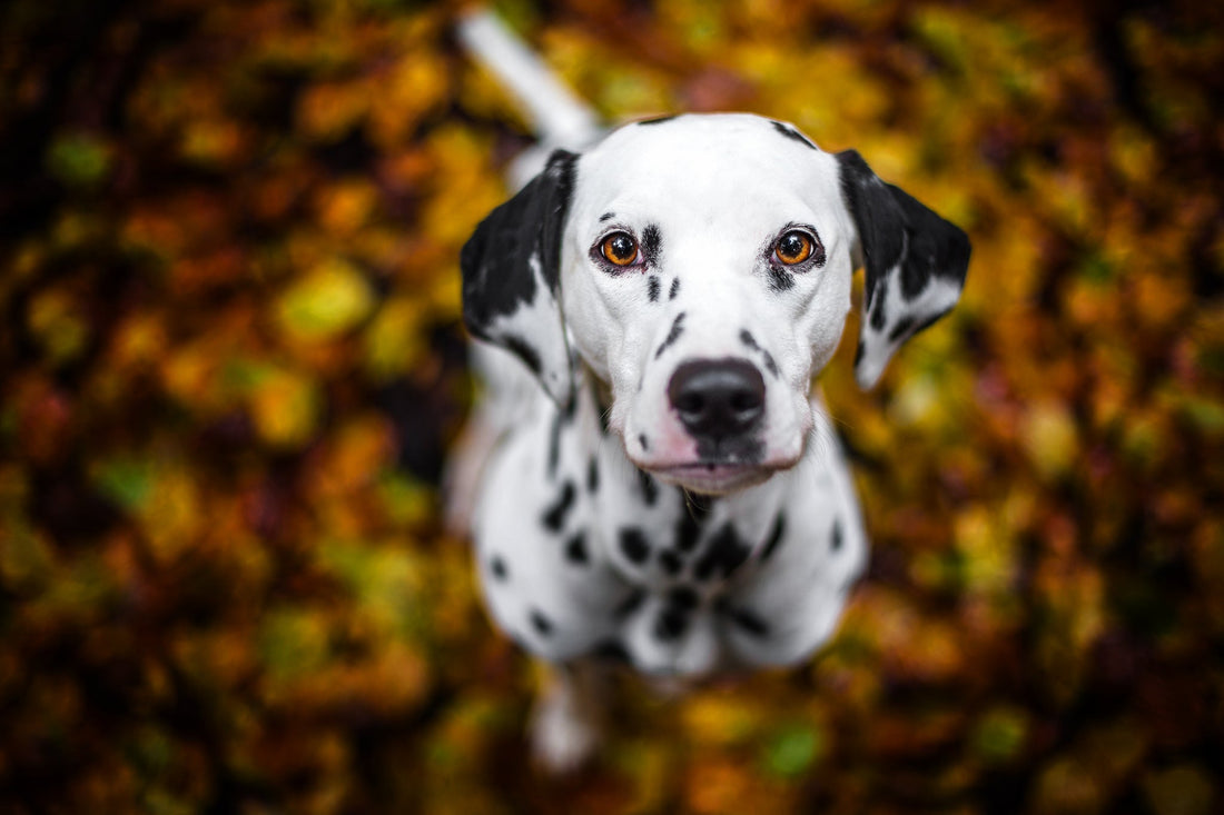 Dalmatians: From Firehouse Heroes to Spotted Style Icons - Wagr Petcare