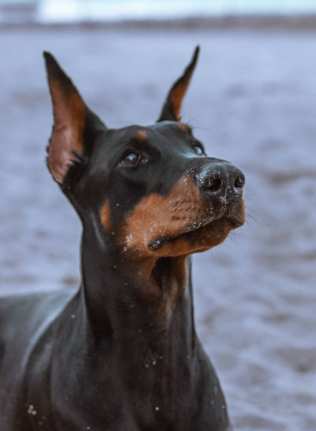 Dobermans: The Surprising Personality You Probably Don't Know - Wagr Petcare