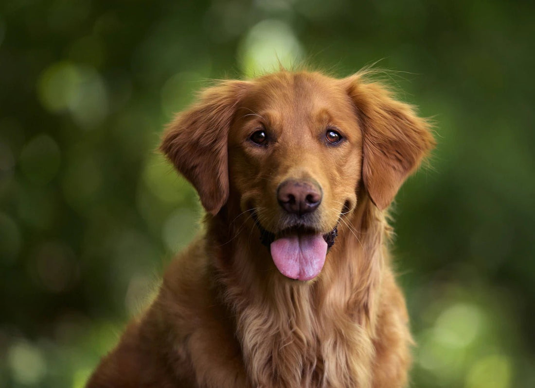 Dog Breed: Golden Retriever - Wagr Petcare