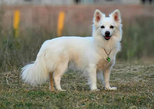 Dog Breed : Indian Spitz - Wagr Petcare