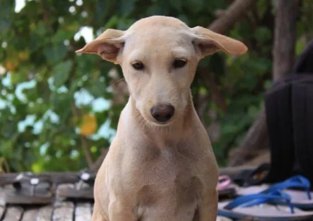 Dog Breed : Jonangi - Wagr Petcare