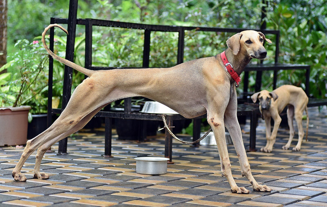 Dog Breed: Kanni/Chippiparai - Wagr Petcare