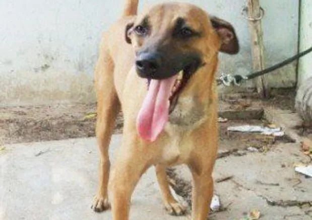 Dog Breed : Kombai/Combai - Wagr Petcare