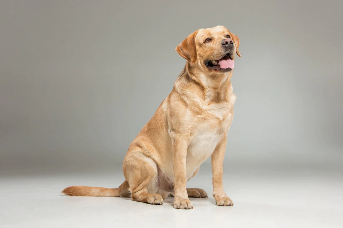 Dog Breed: Labrador Retriever - Wagr Petcare