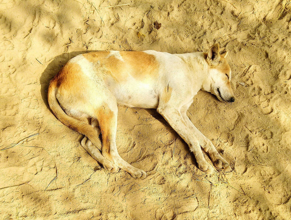 Dog Breed: The Indian Pariah - Wagr Petcare