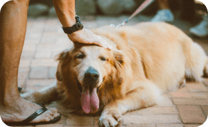 Dog Care In Summer: Safety Tips For Indoors & Outdoors - Wagr Petcare