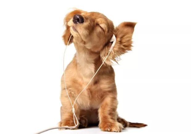 Dogs and music - Wagr Petcare