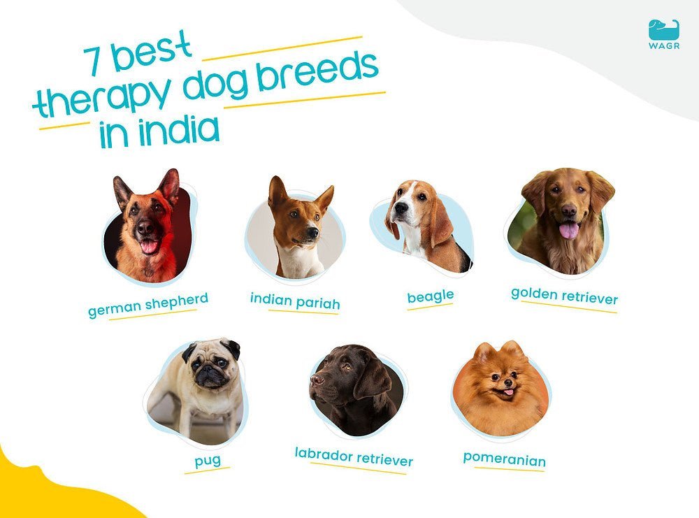 Dogs As Therapists: 7 Best Therapy Dog Breeds In India - Wagr Petcare