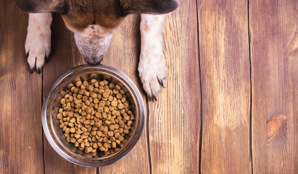 Feeding your Pup: Best Puppy Food Brands to Consider in India - Wagr Petcare