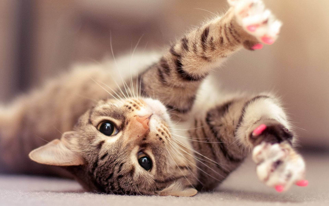 Feline Feelings: How to Spot When Your Cat's Unhappy - Wagr Petcare