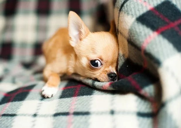 Five Ways To Help Your Dog Cope With Diwali - Wagr Petcare