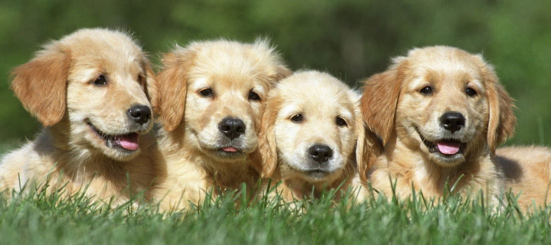 Golden Retriever puppies