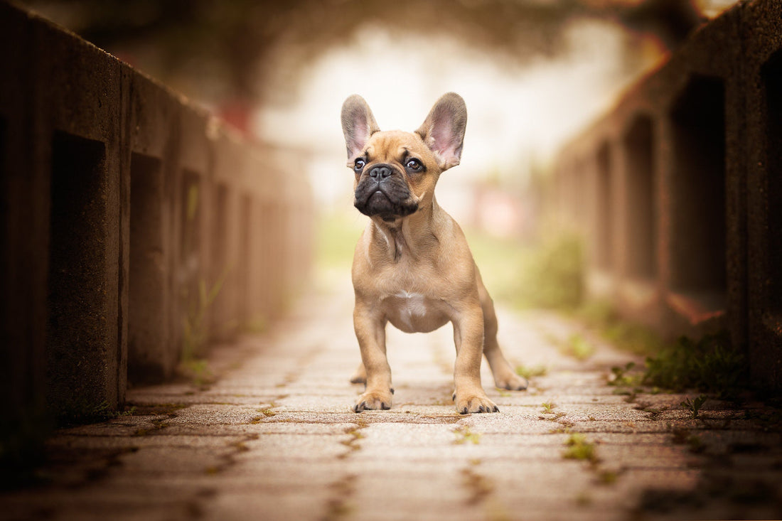 French Bulldogs and the Art of Winning Hearts With A Smile! - Wagr Petcare