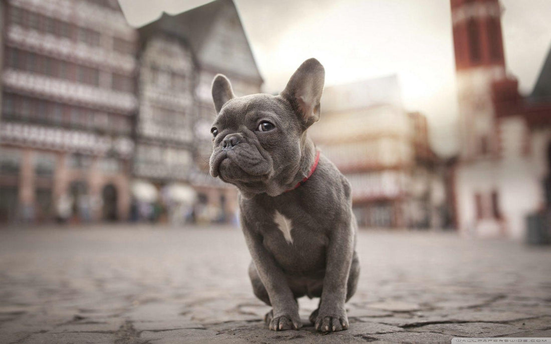 French Bulldog