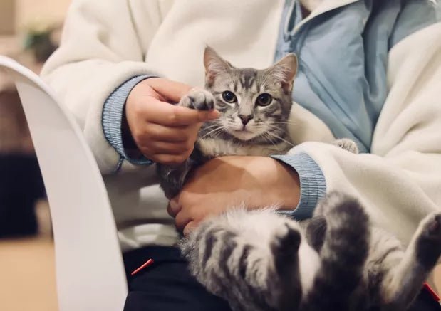 How to use an online vet consultation for cats? 2 online vet consultation for cats