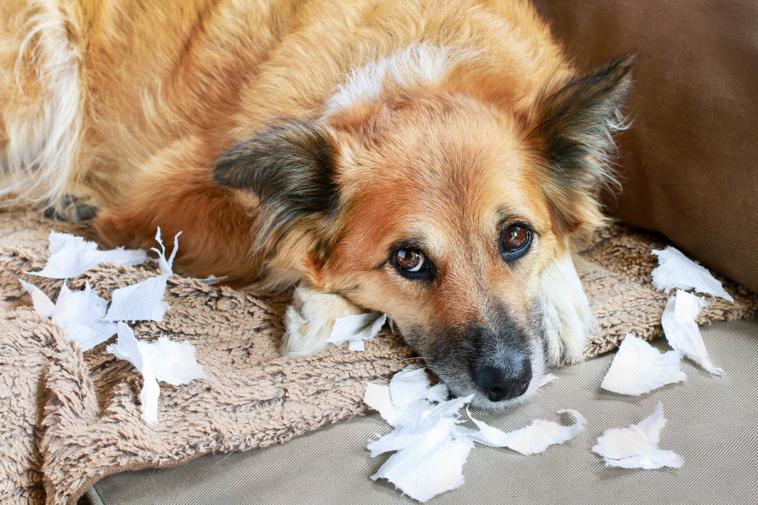 From Barking to Chewing: Managing Your Dog's Behaviour - Wagr Petcare