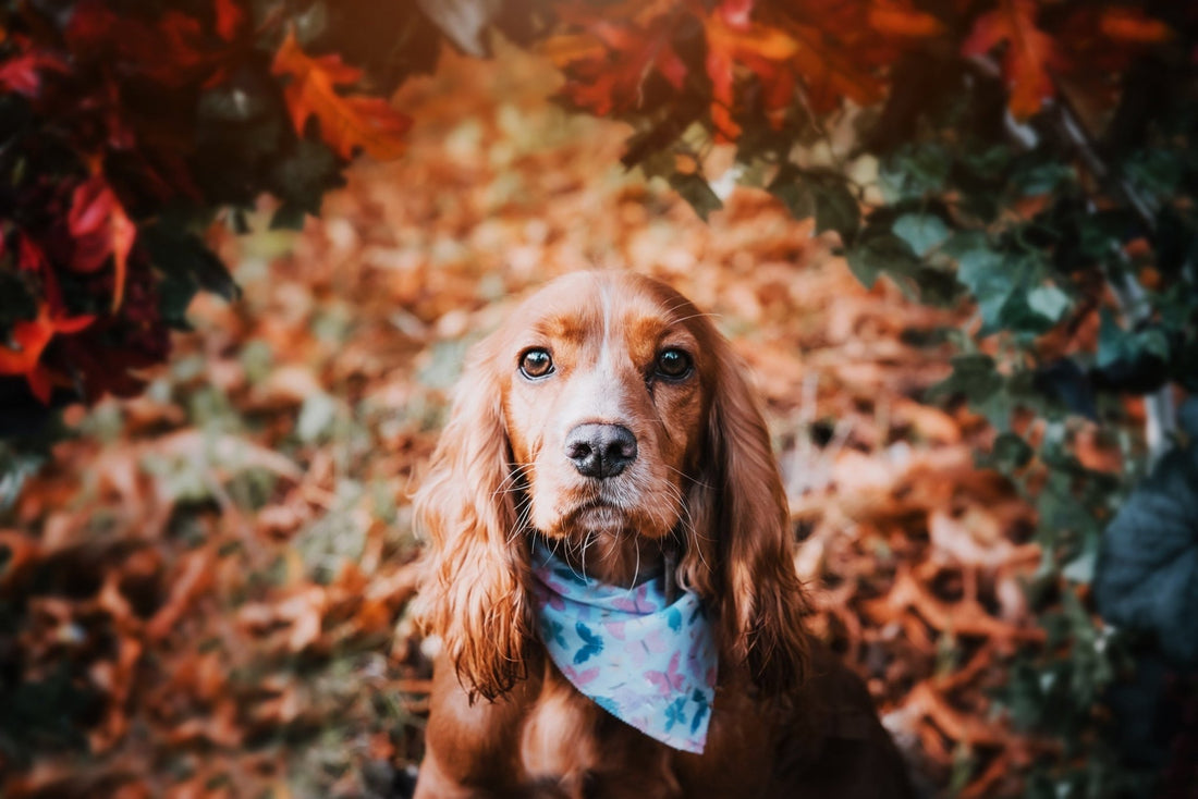 From Hunters To Heart-Stealers: Cocker Spaniels - Wagr Petcare