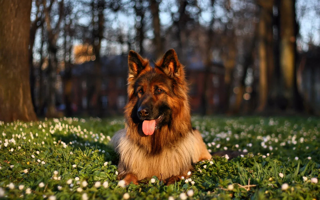 German Shepherd