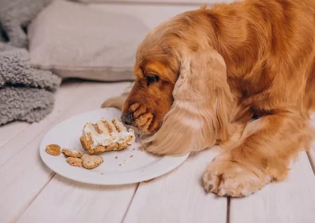 Gluten Intolerance in Dogs: Everything You Need to Know About It - Wagr Petcare