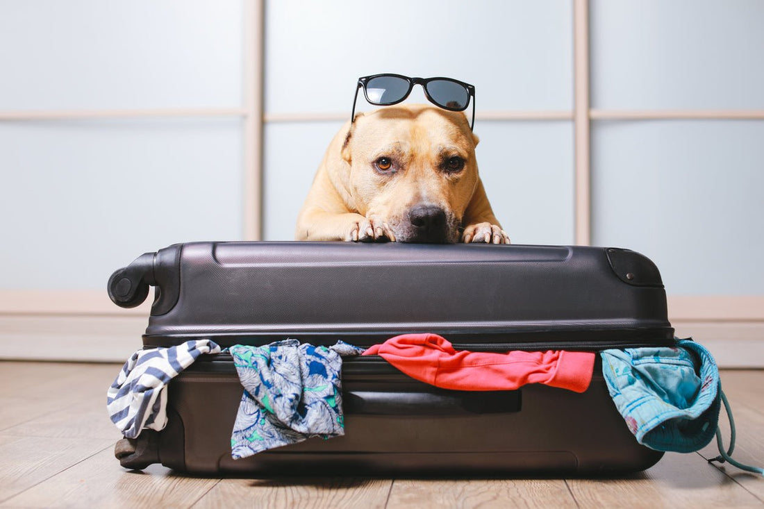Going Away This Festive Season? Here's Our Go-To Guide for Pet Boarding Places - Wagr Petcare