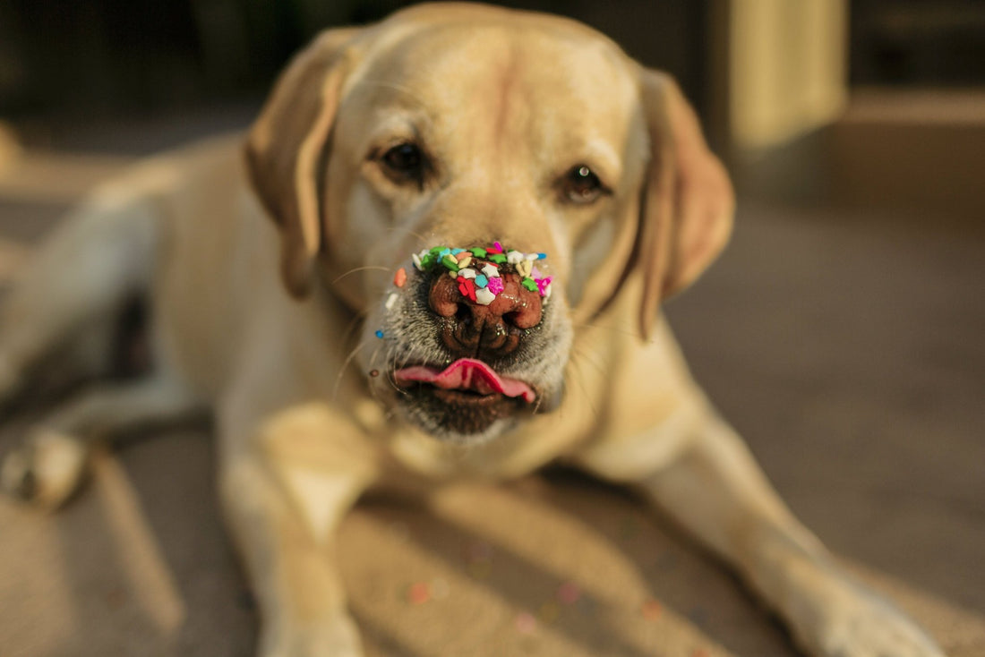 Happy & Healthy Labs: Secrets to a Perfect Labrador Diet - Wagr Petcare