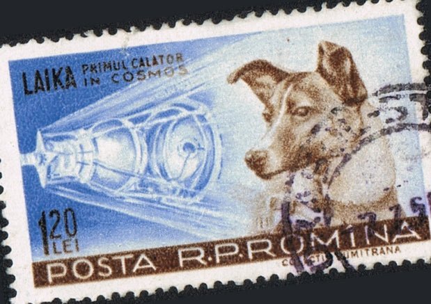 Heroes To Remember: 5 Famous Dogs In History - Wagr Petcare