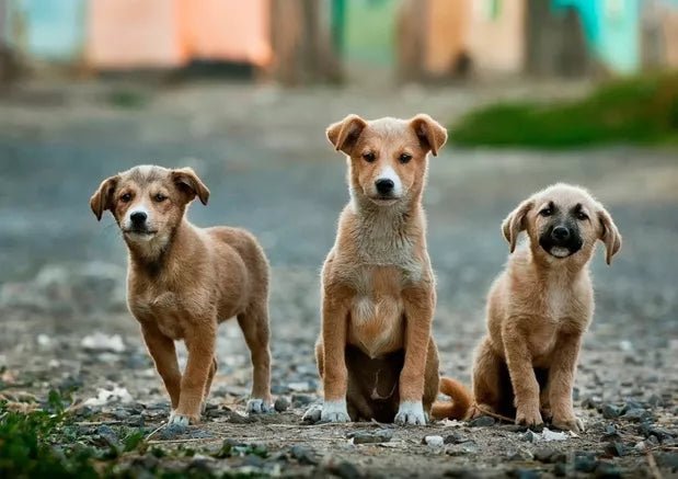 How To Adopt A Stray Dog: An Easy, Step-by-Step Guide - Wagr Petcare