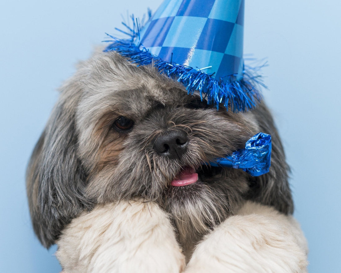 How to Celebrate New Year's Day With Your Pets - Wagr Petcare
