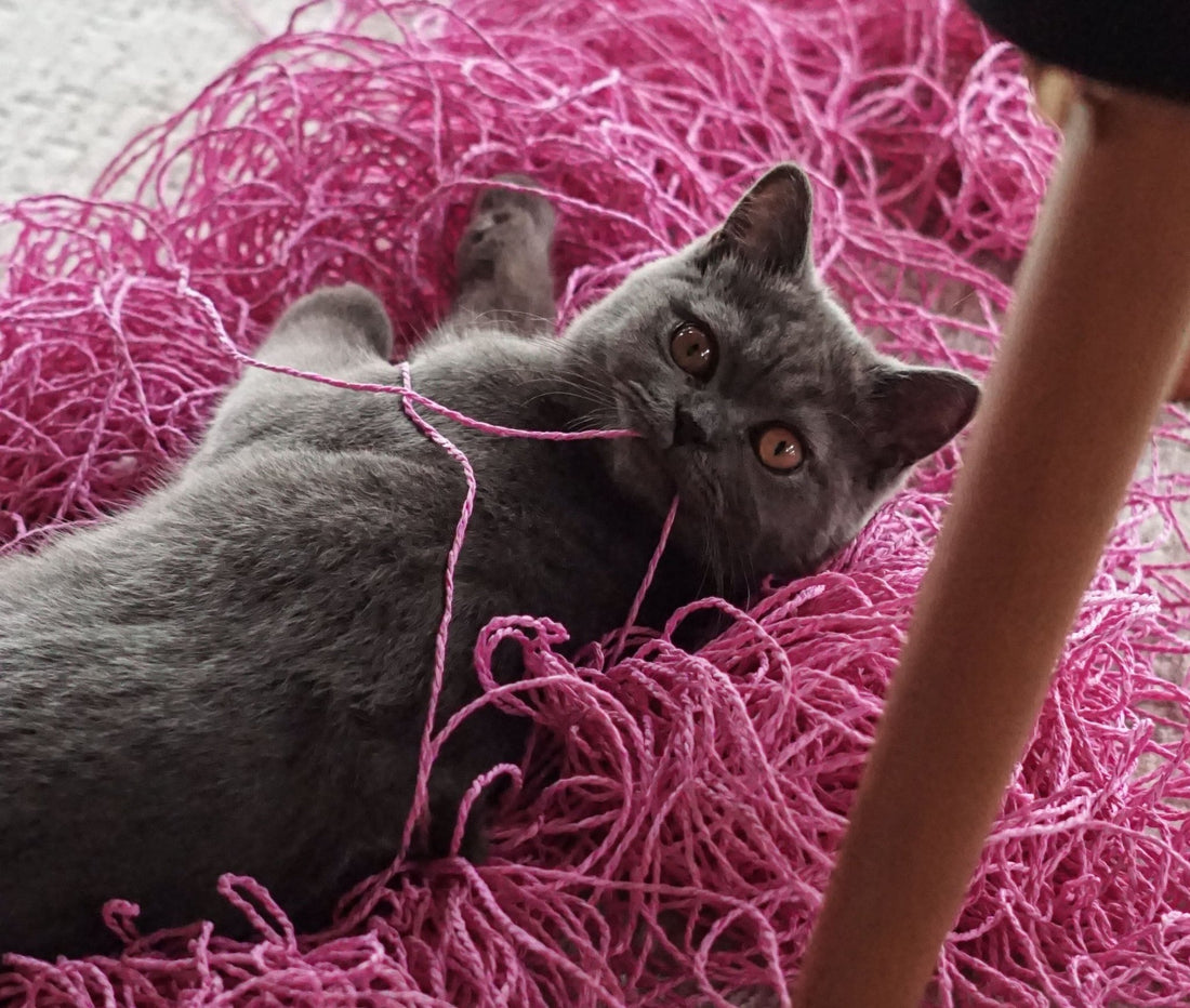 How to Deal with Common Cat Behaviour Problems - Wagr Petcare