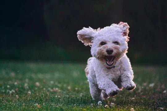 How To Decide Which Dog Is Right For You - Wagr Petcare