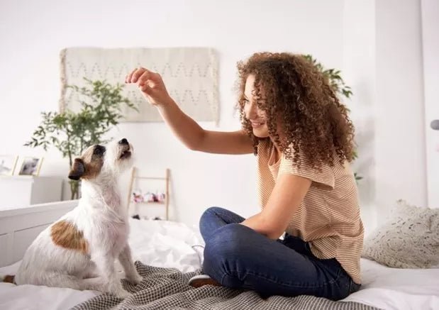 How to Keep Your Home Clean with a Dog: 6 Simple Tips - Wagr Petcare