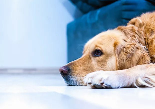 If You Have a Senior Dog, These Nutrition Tips Might Come in Handy - Wagr Petcare