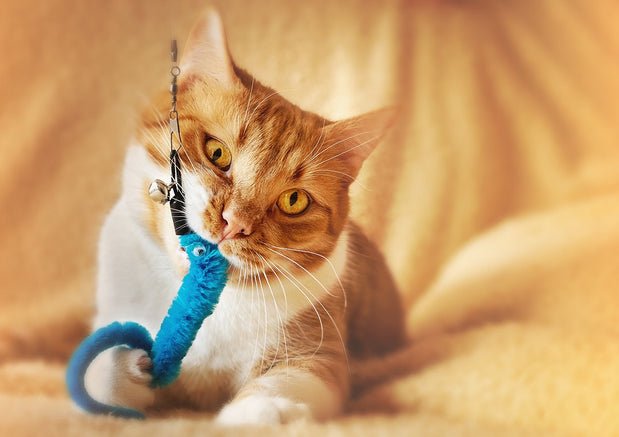 The Complete Guide To Being A Beginner Cat Parent - Wagr Petcare