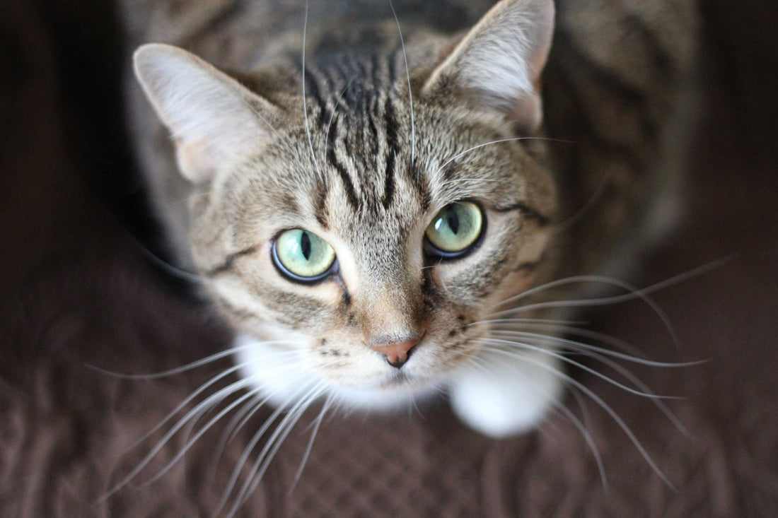Indian (Indie) Cats: From Scrappy Street Kings to Couch Potatoes - Wagr Petcare